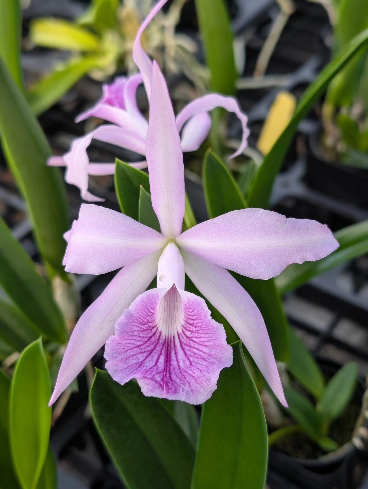 B. nodosa x C. Canhamiana, Previously Bloom, Rare Orchid, Real Houseplant Plant