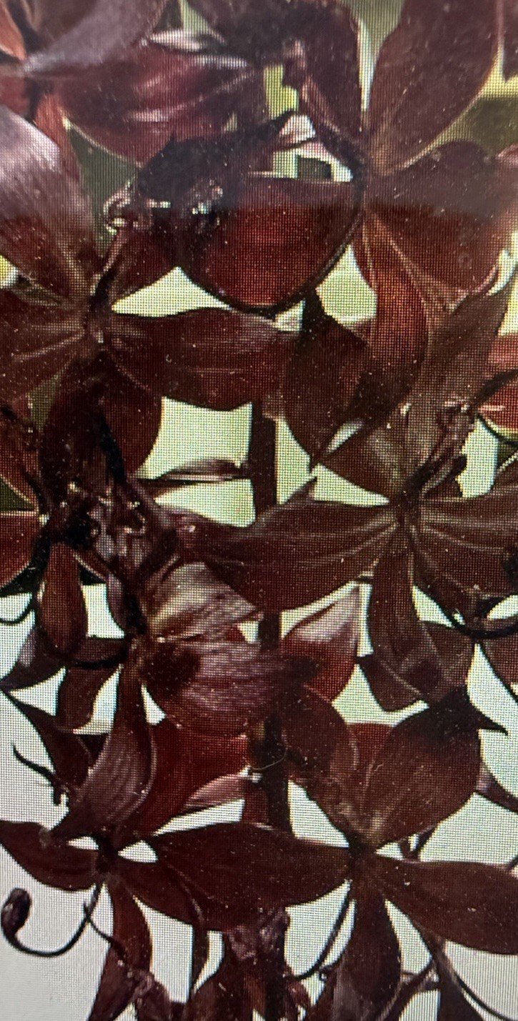 ORCHID PLANTS The Grinch Copper xcuc cooperi super Dark 4 in pot Bs