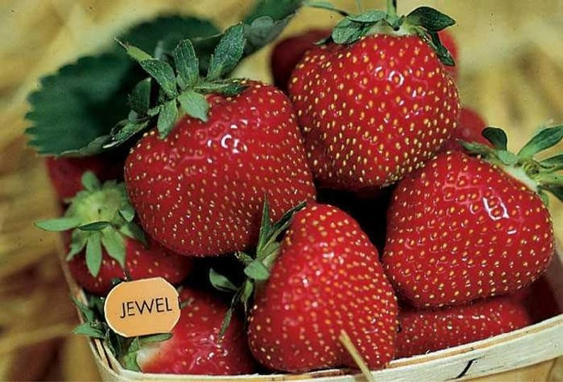 12 Strawberry Plants ” Jewel”-Superb Quality (Pack of 12 Bare Root)Zones: 4-9