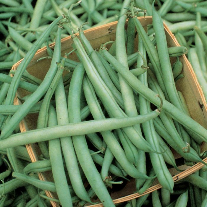 6 X PACKS OF BUSH BEAN – PROVIDER – HEIRLOOM – NON -GMO – TREATED