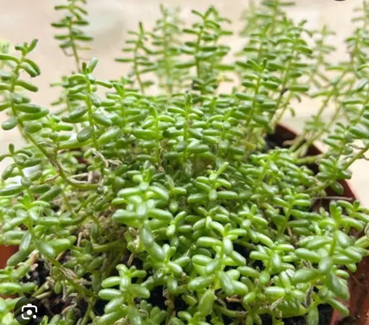 SEDUM Stonecrop White Flowering Succulent Groundcover Rock Garden Easy Care