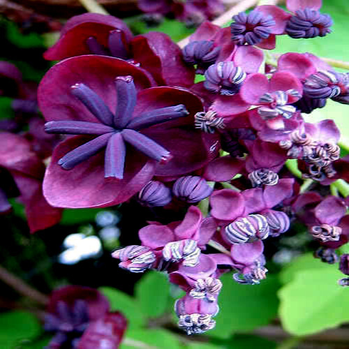 CHOCOLATE VINE SEEDS “3-LEAF” (A. trifoliata) Rare Hardy Fruit Flower Climber