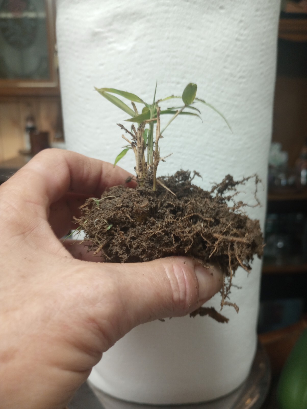 4 Bamboo Plants 2″ Live Starter Plant It Now Organic All Season Fast Grow Tiki