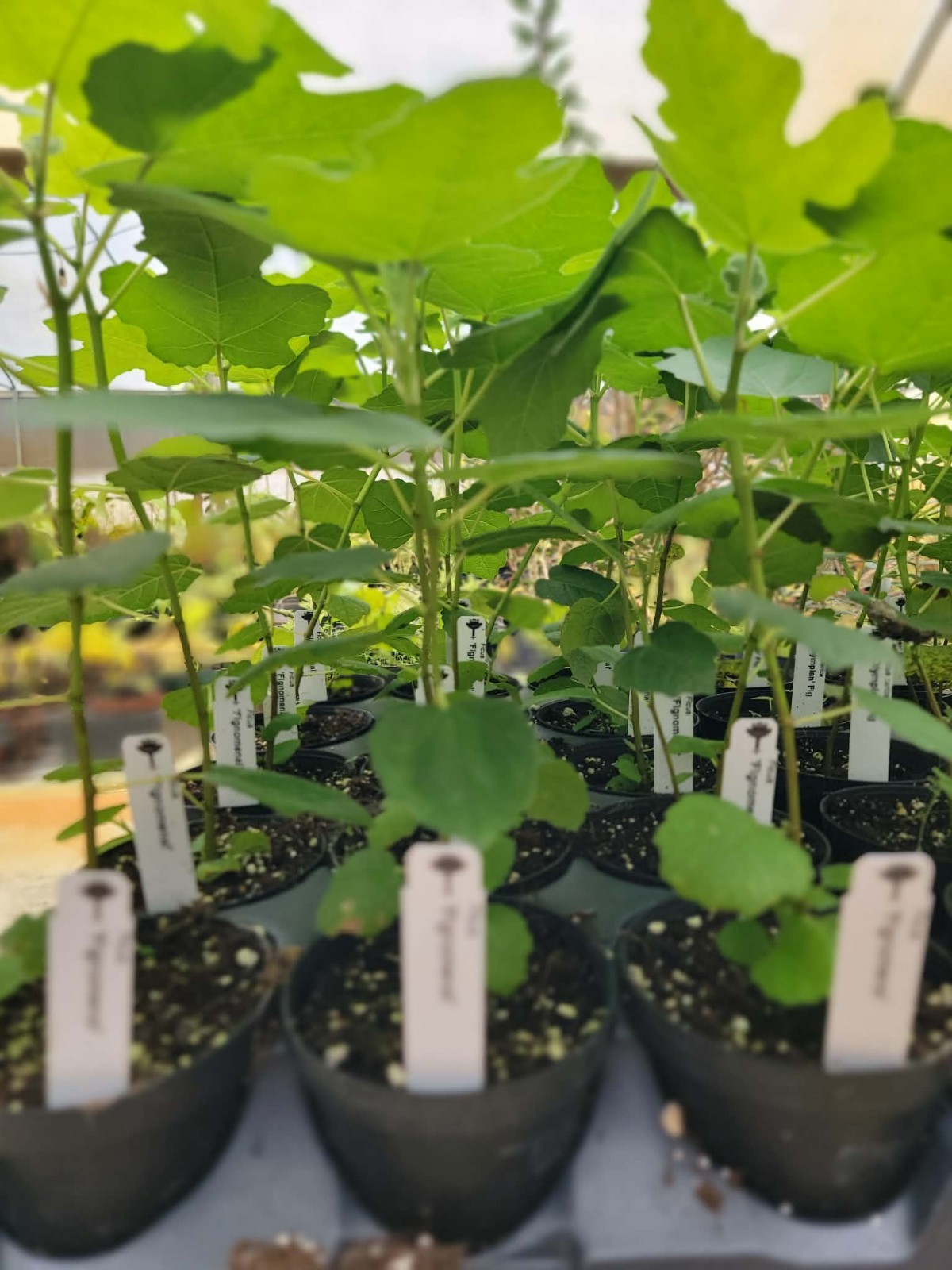 Live Fig Tree “Fignomenal” New Dwarf Variety! 8-10 inches tall in a 4 inch pot!