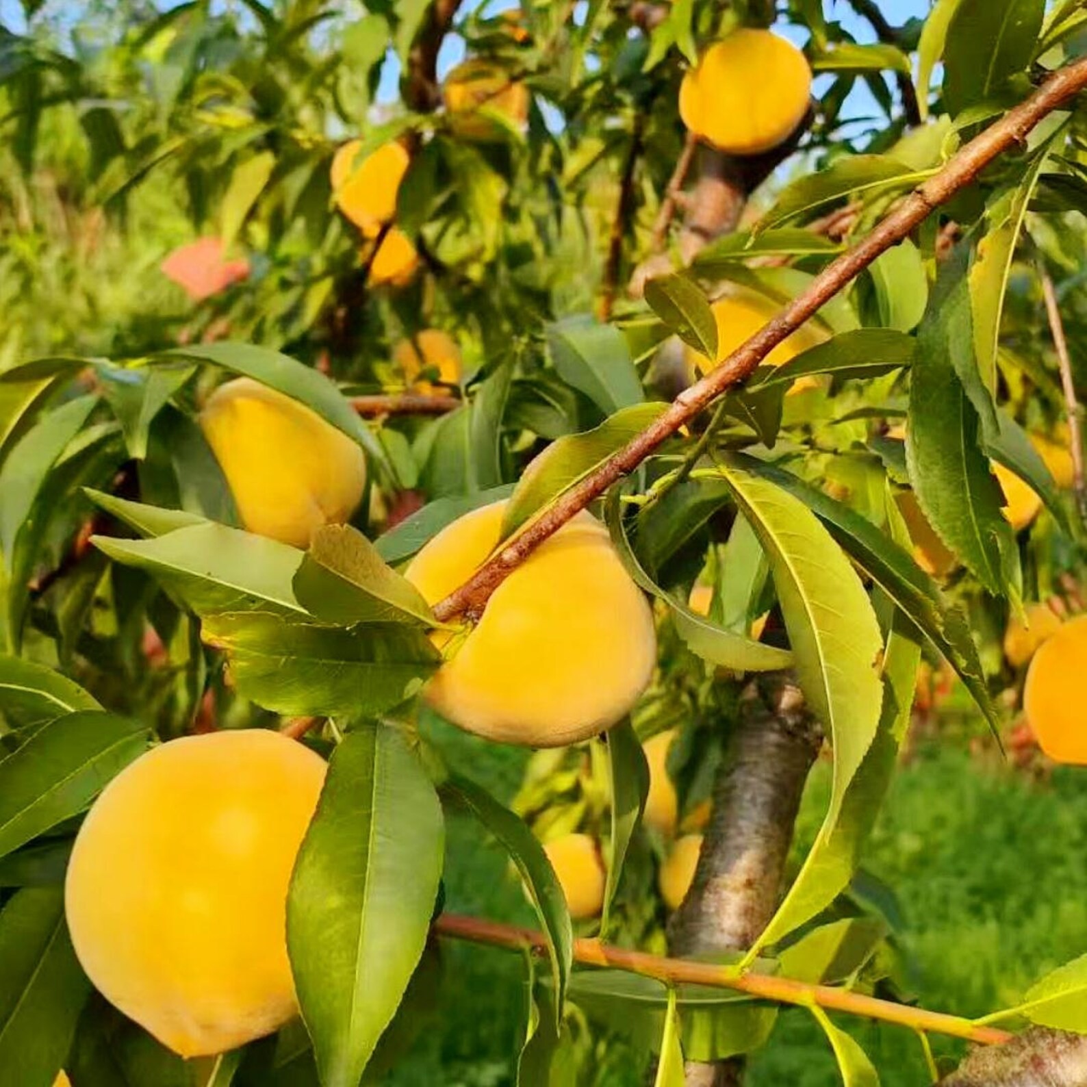 Live SMALL Peach Tree Bareroot Plant USA Seller