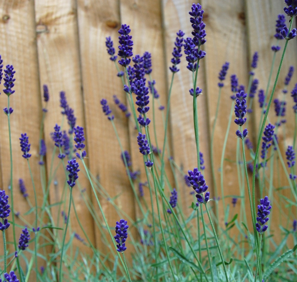 Lavender Seeds, Blue Hidcote, Blue Lavender Seeds, Perennial Heirloom Herb 50ct