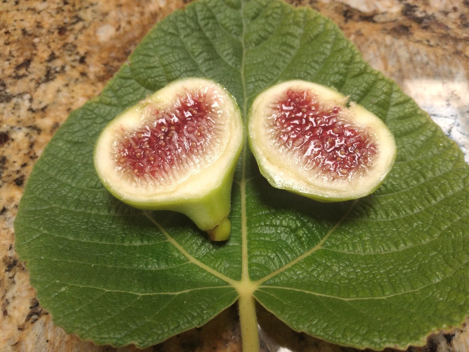 Ficus Palmata N1 White Punjab Fig Tree – 2 Cuttings – Unique Tasty Fig Variety