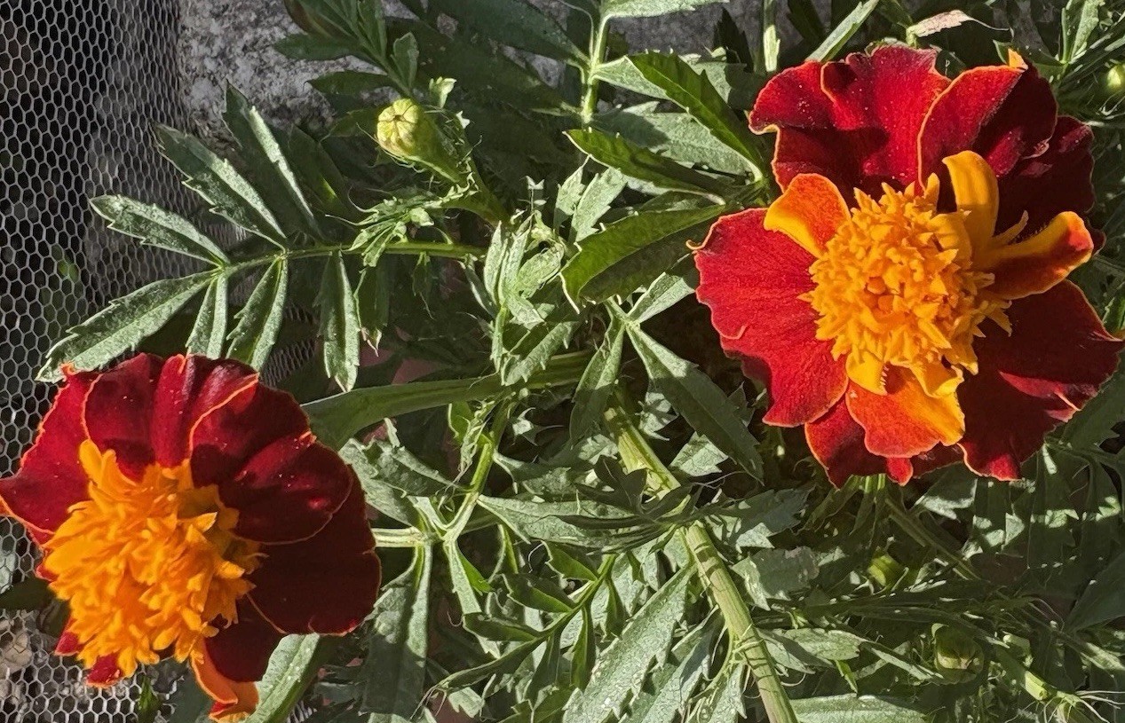 FRENCH MARIGOLD DWARF FLAMING ORANGE FLOWER SEEDS 50+ Garden Seeds FREE SHIP