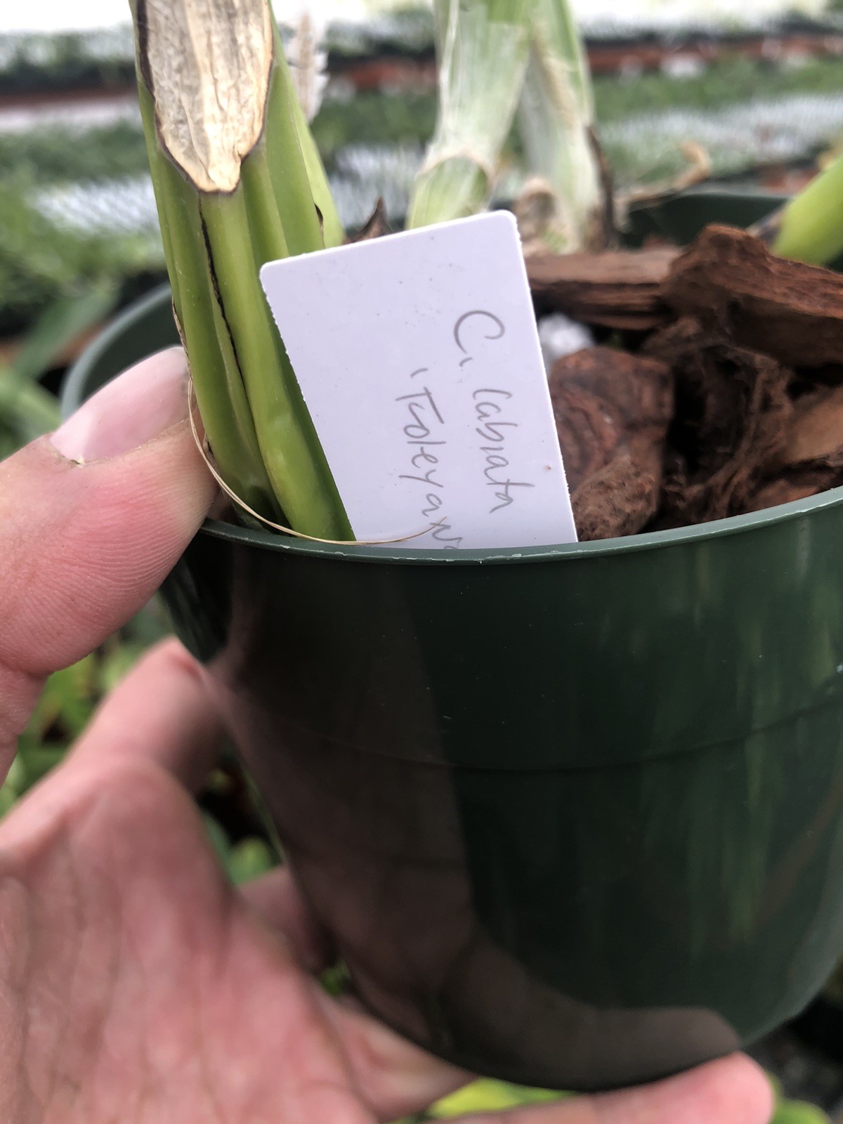 Cattleya labiata amesiana ‘Fowleyana’ AM/AOS Original Division