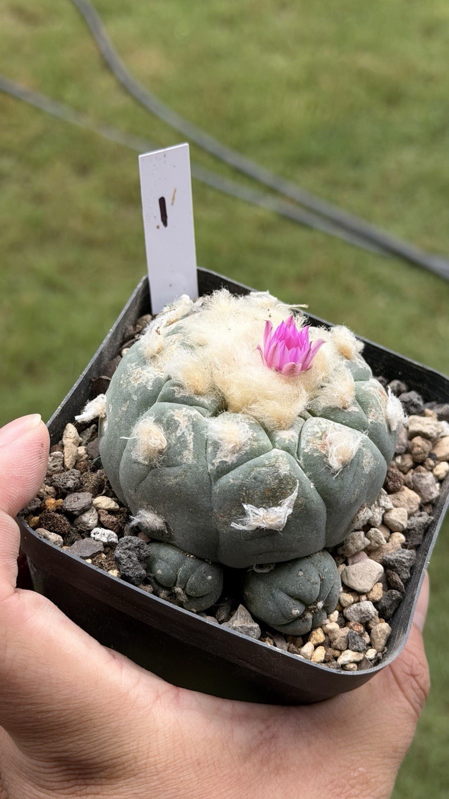 Ariocarpus Rare cactus succulents copiapoa live plant 4head seed grown #1