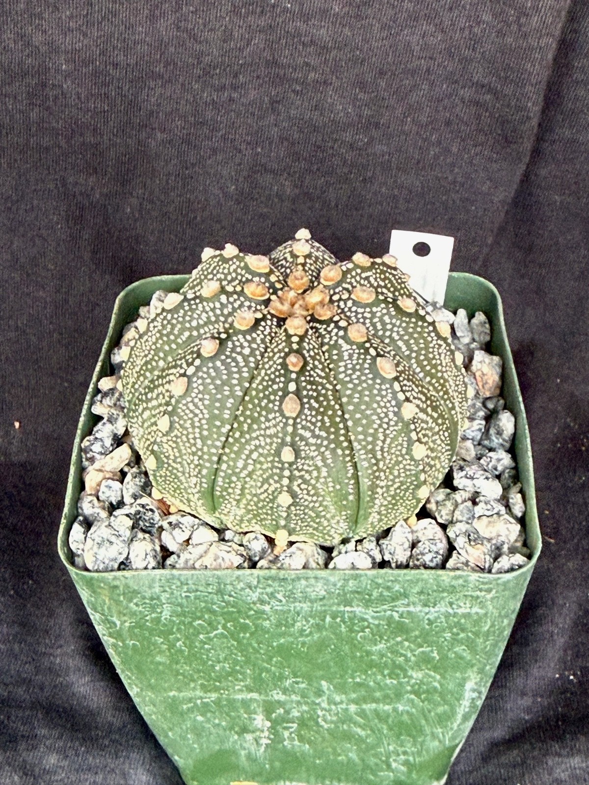 Astrophytum asterias X coahuilense, cactus plant