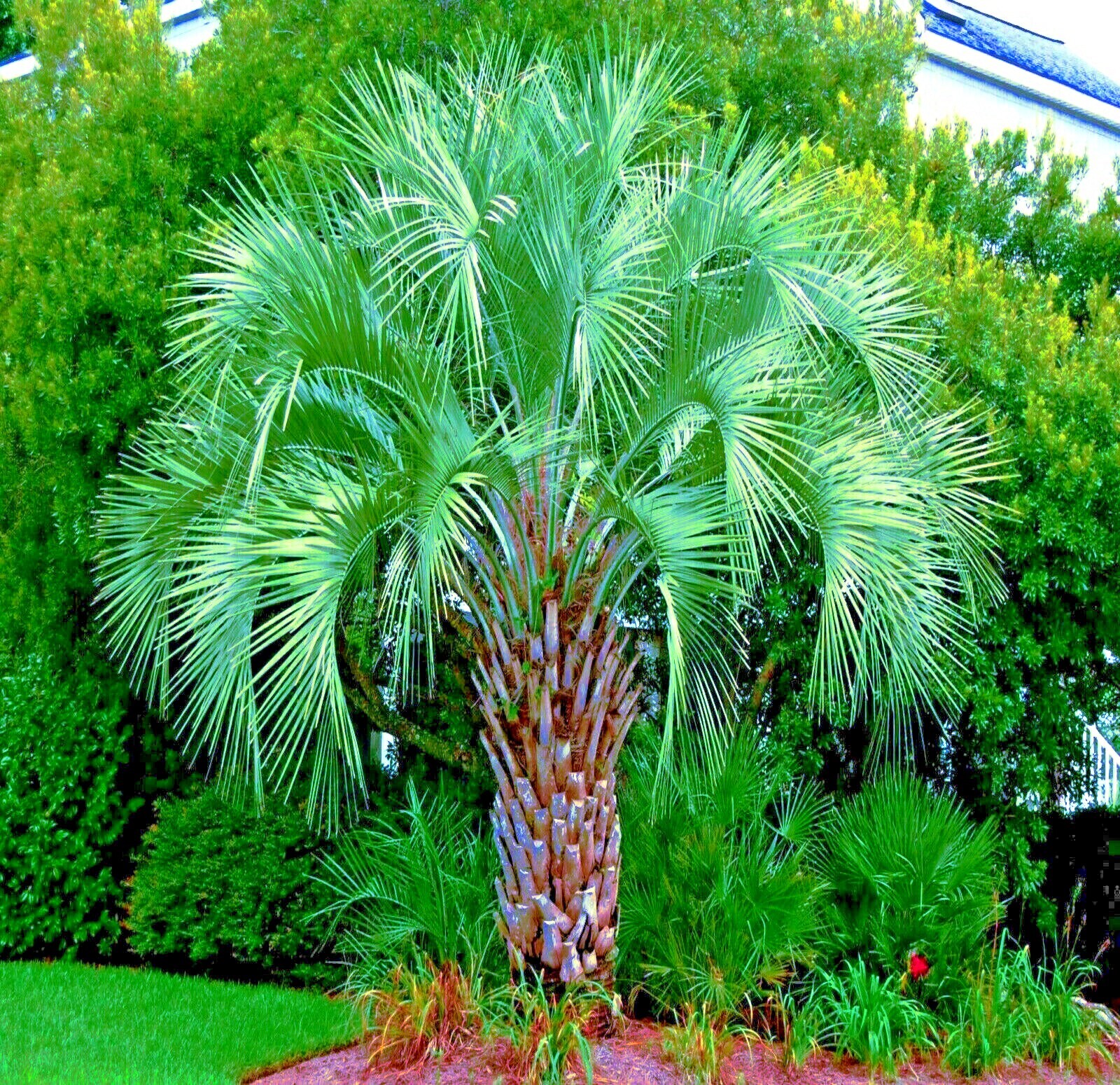 100 Jelly Pindo Palm Tree Seeds (Butia capitata) Cold Hardy Tropical Fruit Plant