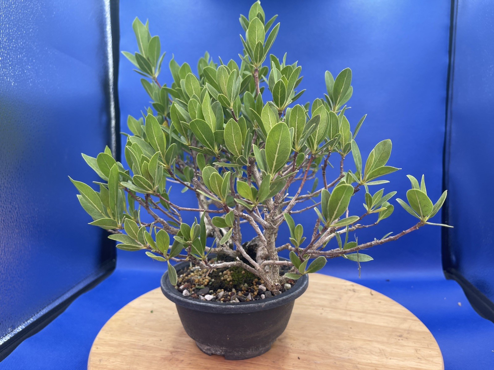 Collected Double-Trunk Buttonwood Pre-Bonsai