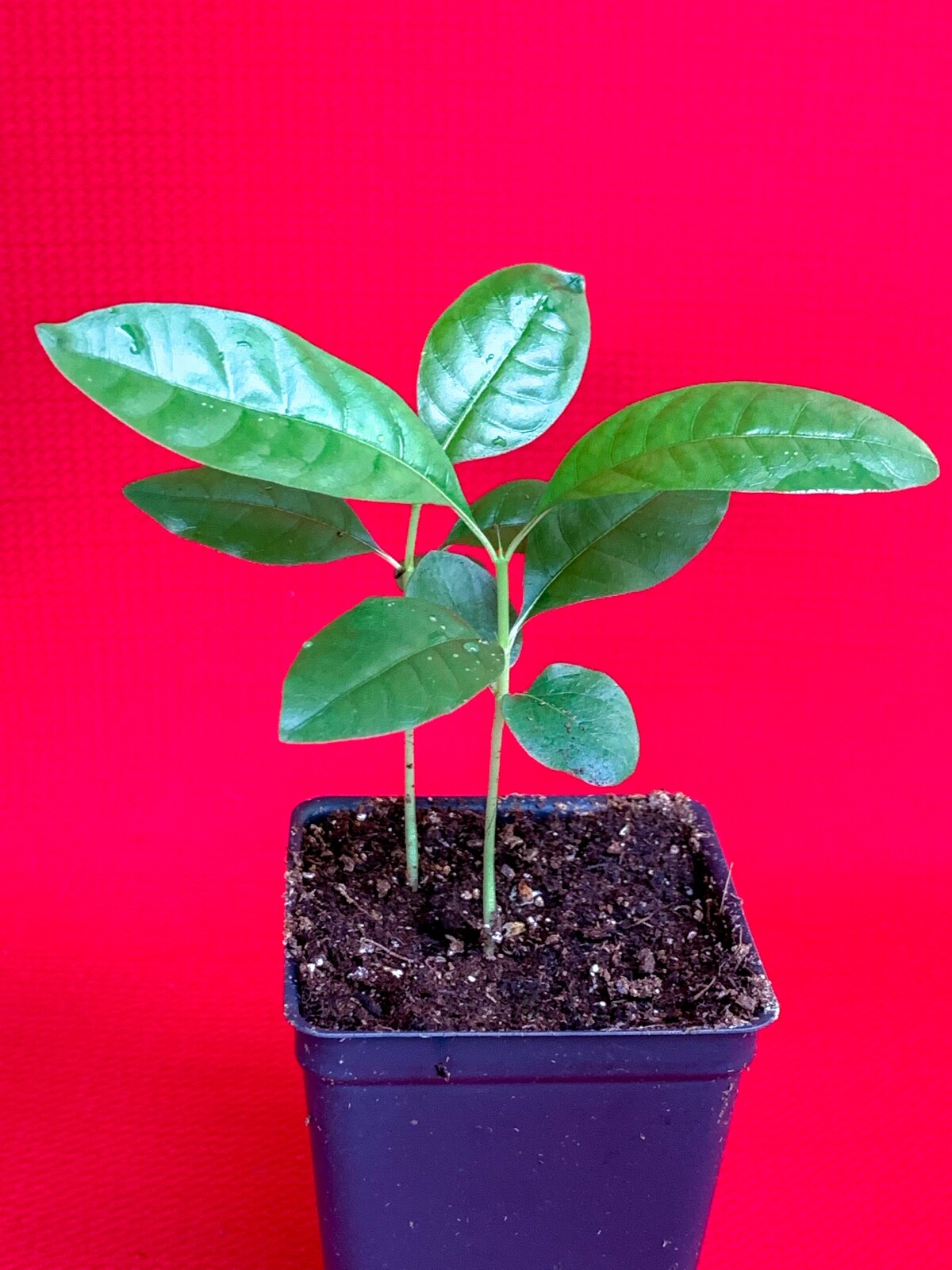 Blackberry Jam Fruit Randia Formosa Potted PLANT Tropical Tree Jasmin de Rosa