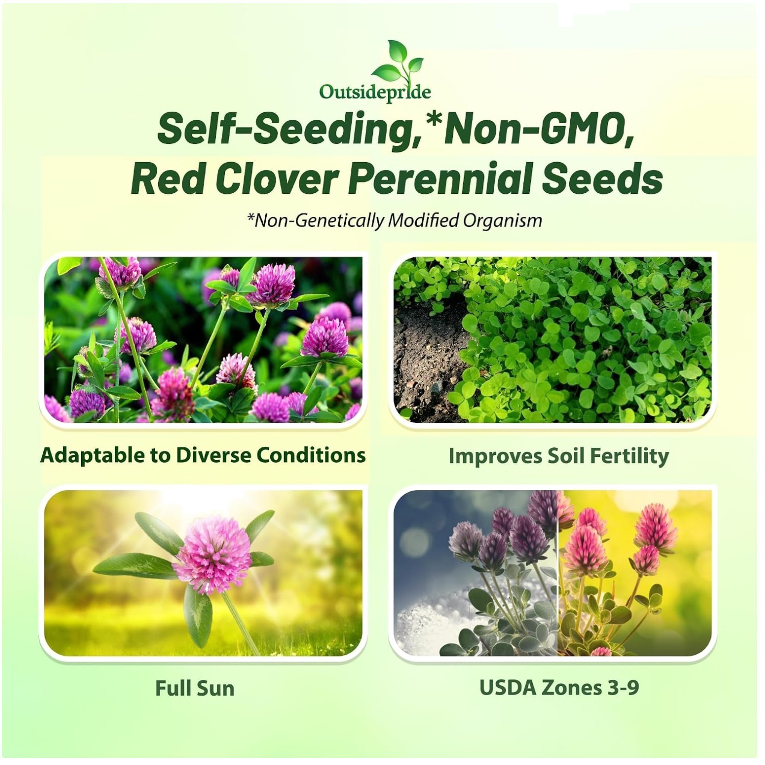 Red Clover Seeds for Crop Rotation – 10 lbs.