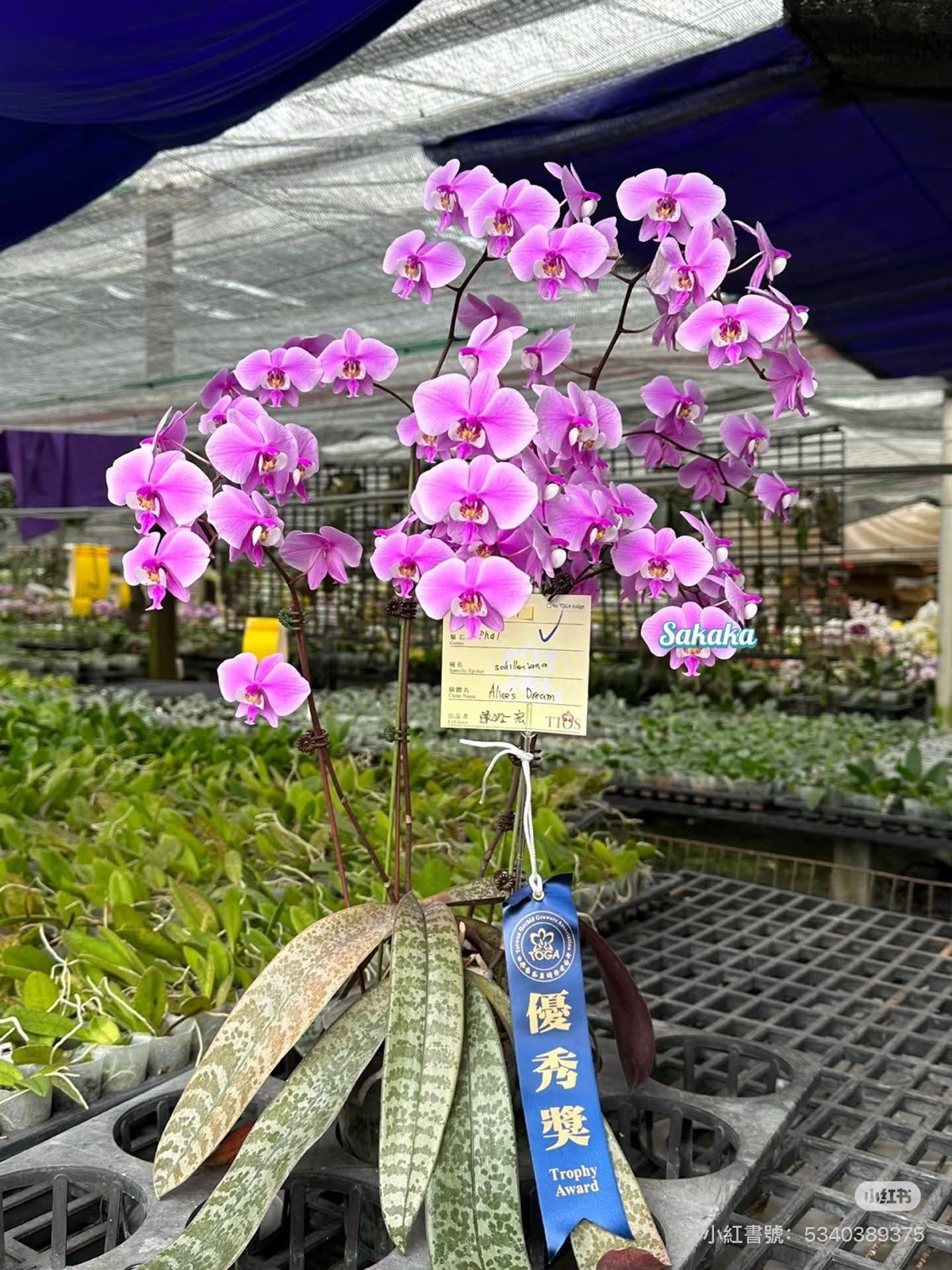 Phalaenopsis schilleriana “Alice’s Dream”