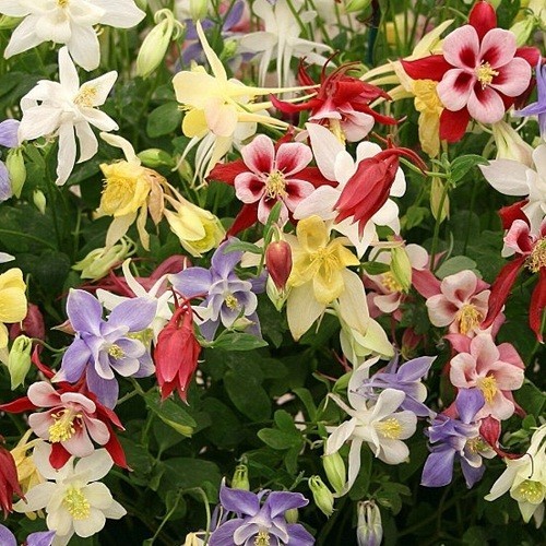 2,500+ McKana Giants Mixed Columbine Flower Seeds Multiple Colors Aquilegia