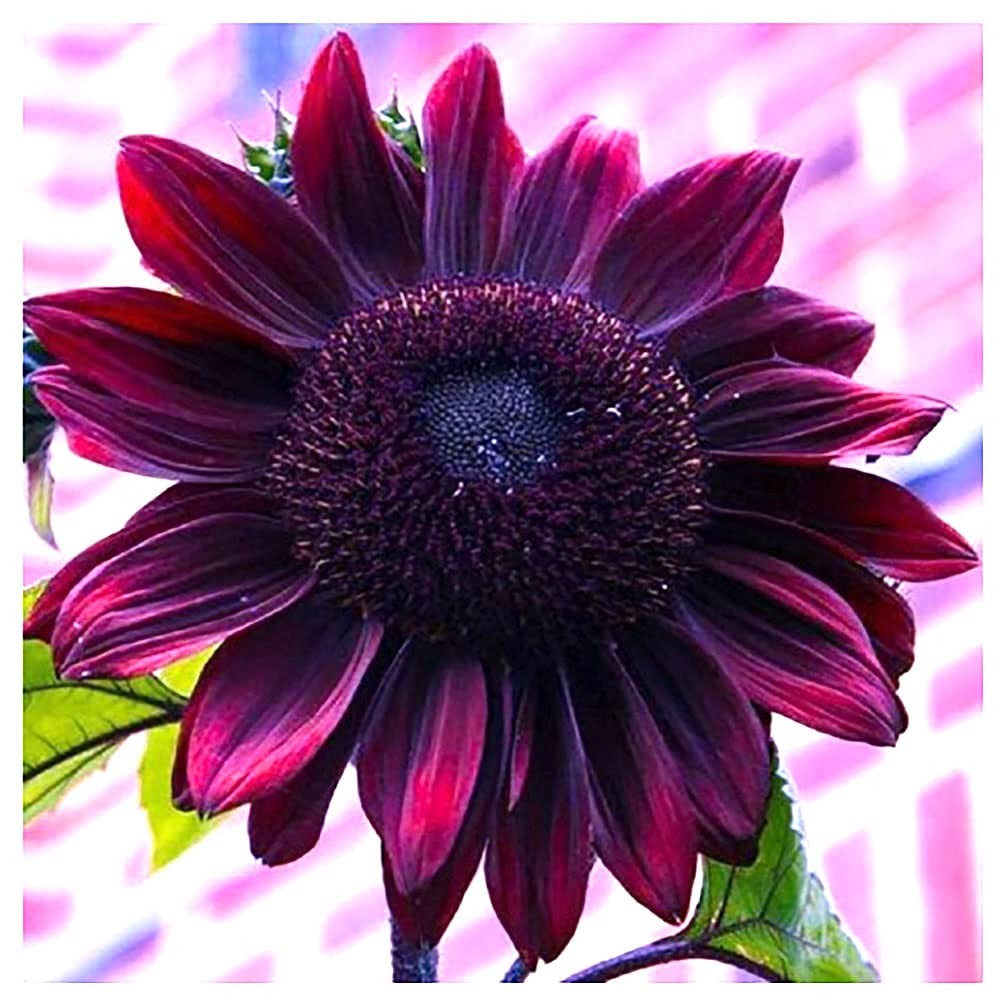 Chocolate Cherry Sunflower Seeds to Plant – Heirloom & Non-GMO – Large Packag…