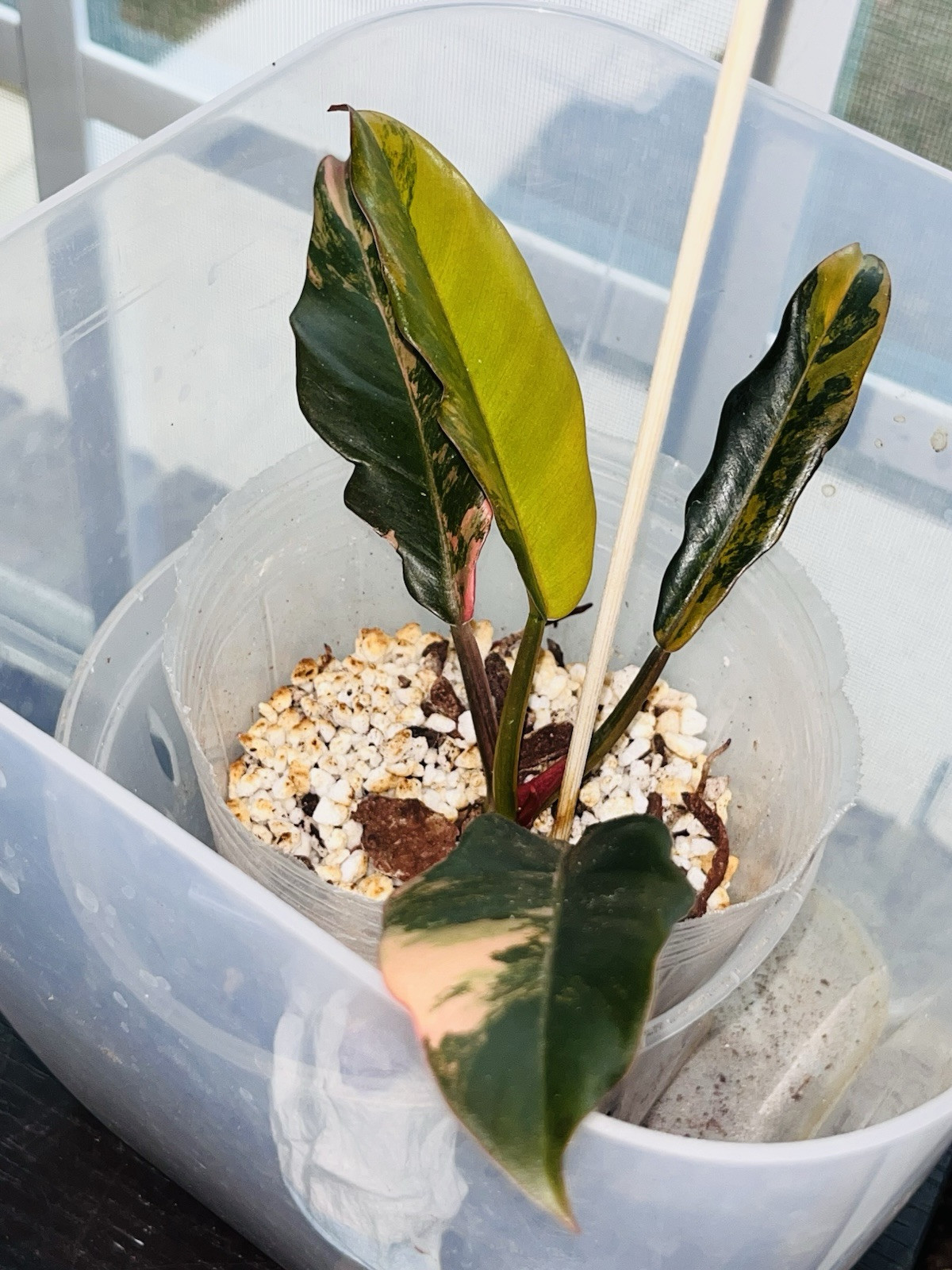 Philodendron Caramel Marble Variegated (Exact Plant)
