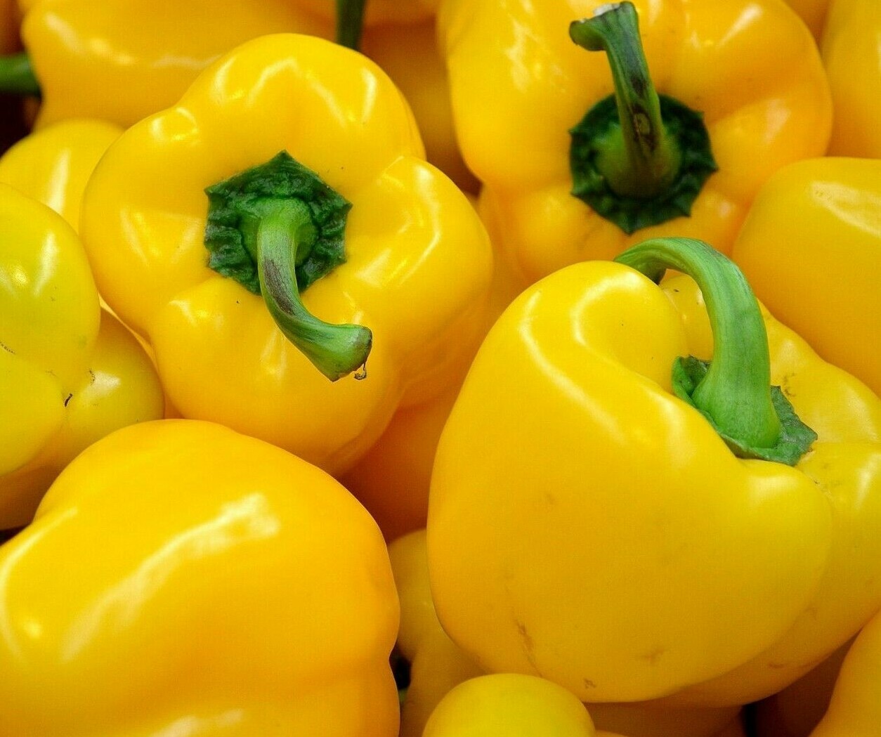 YELLOW BELL PEPPER SEEDS 30+ “CANARY” BELL PEPPER Non-Gmo FREE SHIPPING