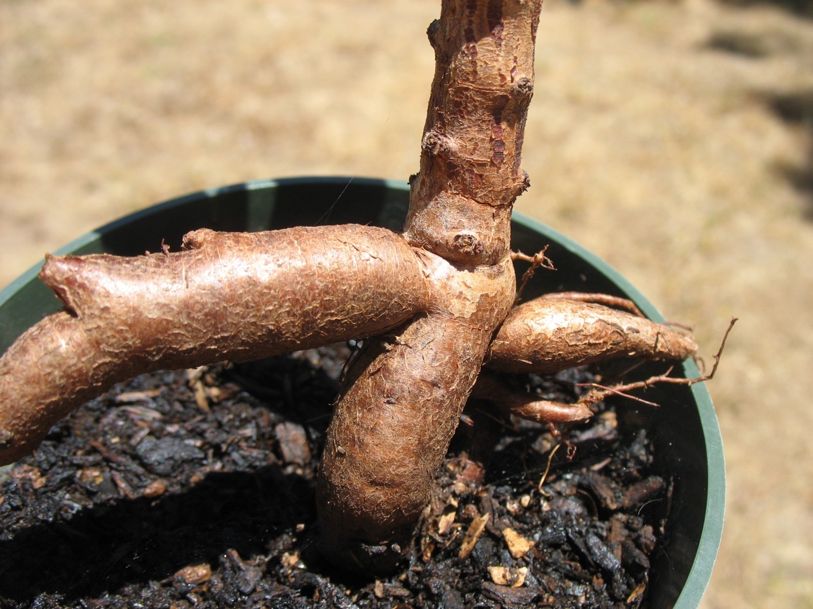 Bonsai Sorrel ~ Oxalis carnosa Caudex Caudiciform megalorrhiza 3.5″