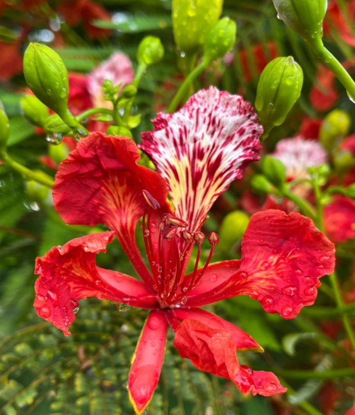 Royal Poinciana Plant – 2-3ft Tall – 1Gal Pot – Delonix regia – Red Flowering