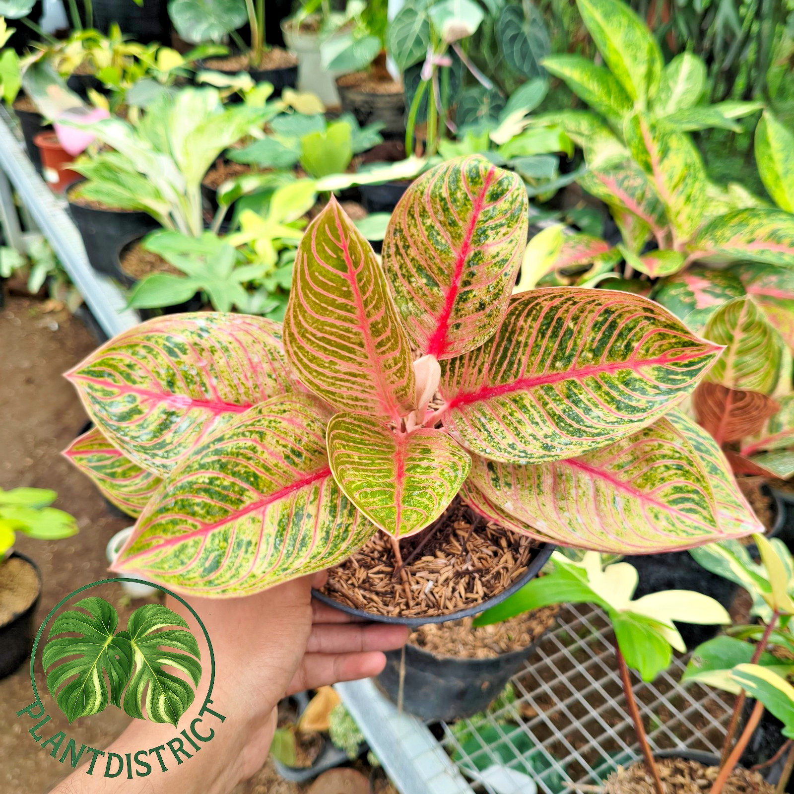 Aglaonema Kresna Canon Free Phyto