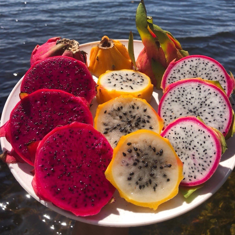 Yellow, Red, White Dragon Fruit Cutting self pollination 8 to 12 inches ￼