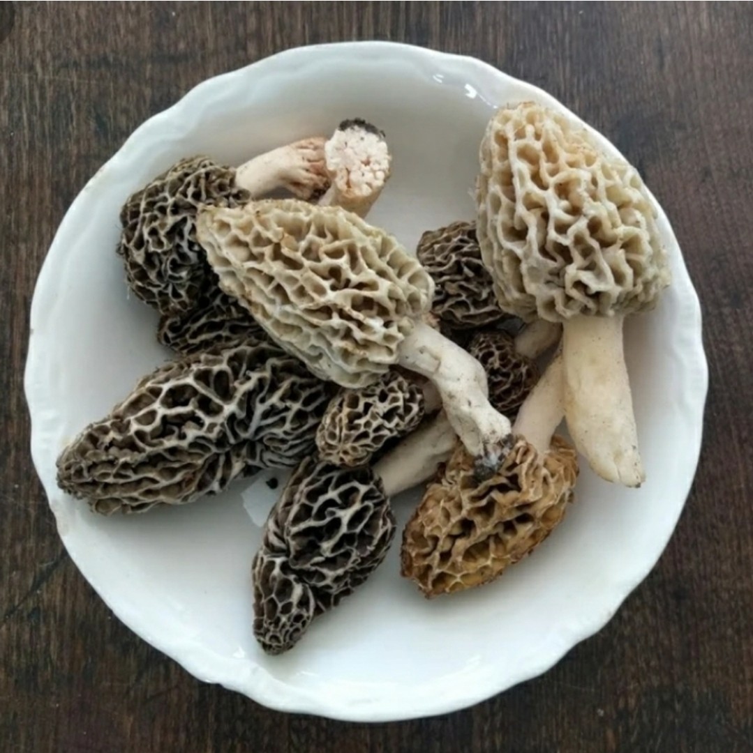 3 Pack! Morel Mushroom- Garden Grow Kit- Guaranteed! Free Shipping!