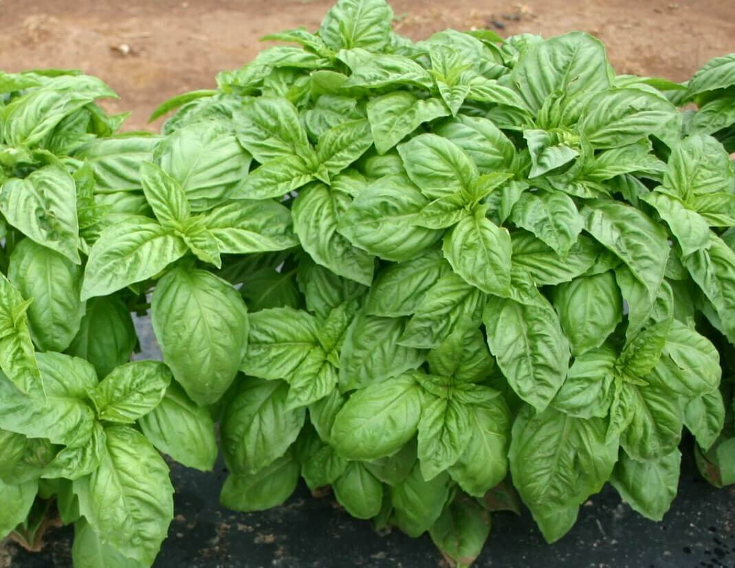 200 ITALIAN LARGE LEAF BASIL SEEDS ~ heirloomseedguy ~ 2026 ~ NON-GMO