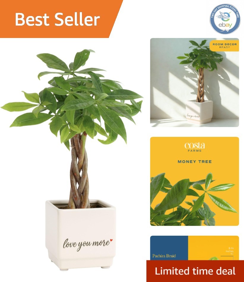 Money Tree Plant in Decorative Pot – Air Purifying Indoor Decor, 8-10 Inches