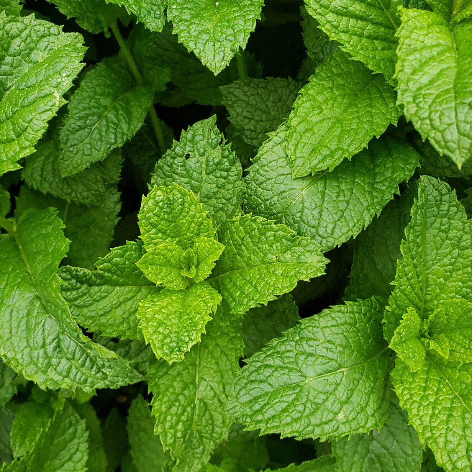3 Live Peppermint 薄荷 edible aromatic herb plants bare roots healthy herb plant