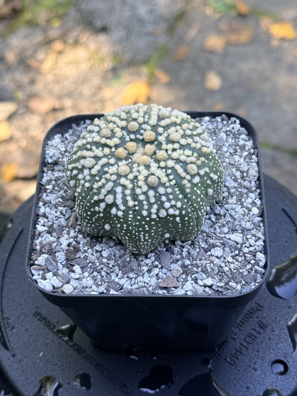 Astrophytum Asterias cv. Hanazono – Rare Cultivar