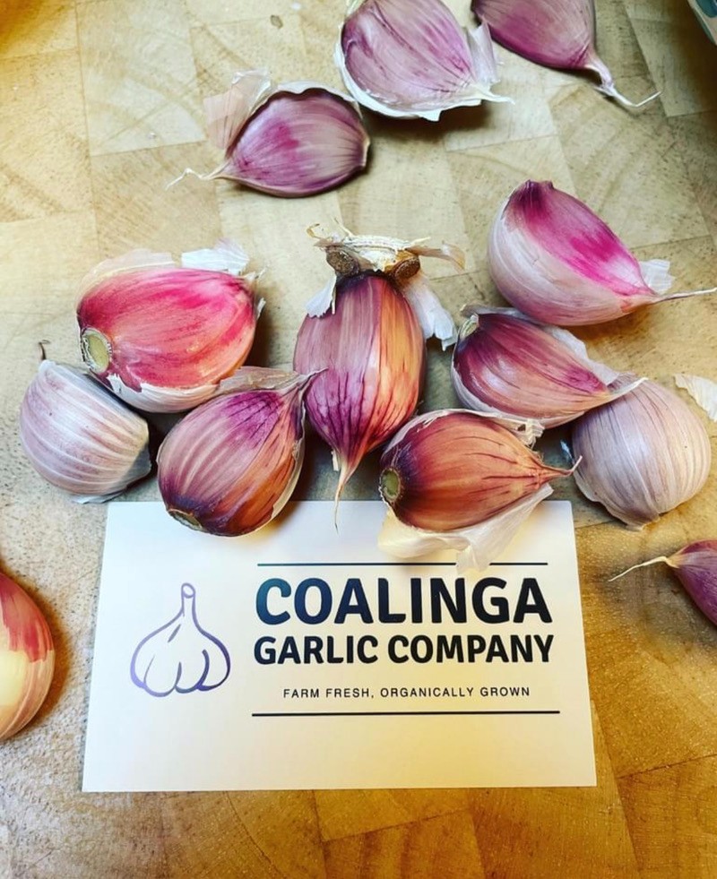 USDA Organic Romanian Red Garlic Bulbs | Spicy Gourmet Garlic | California Grown