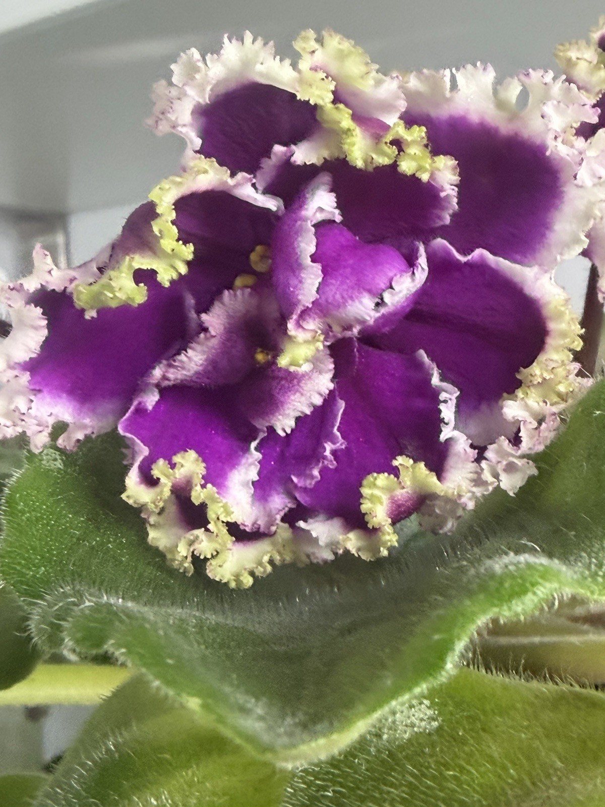 African Violet PLANT ~ EK- MALAHITOVAYA ORHIDEYA (Malachite Orchid) Starter