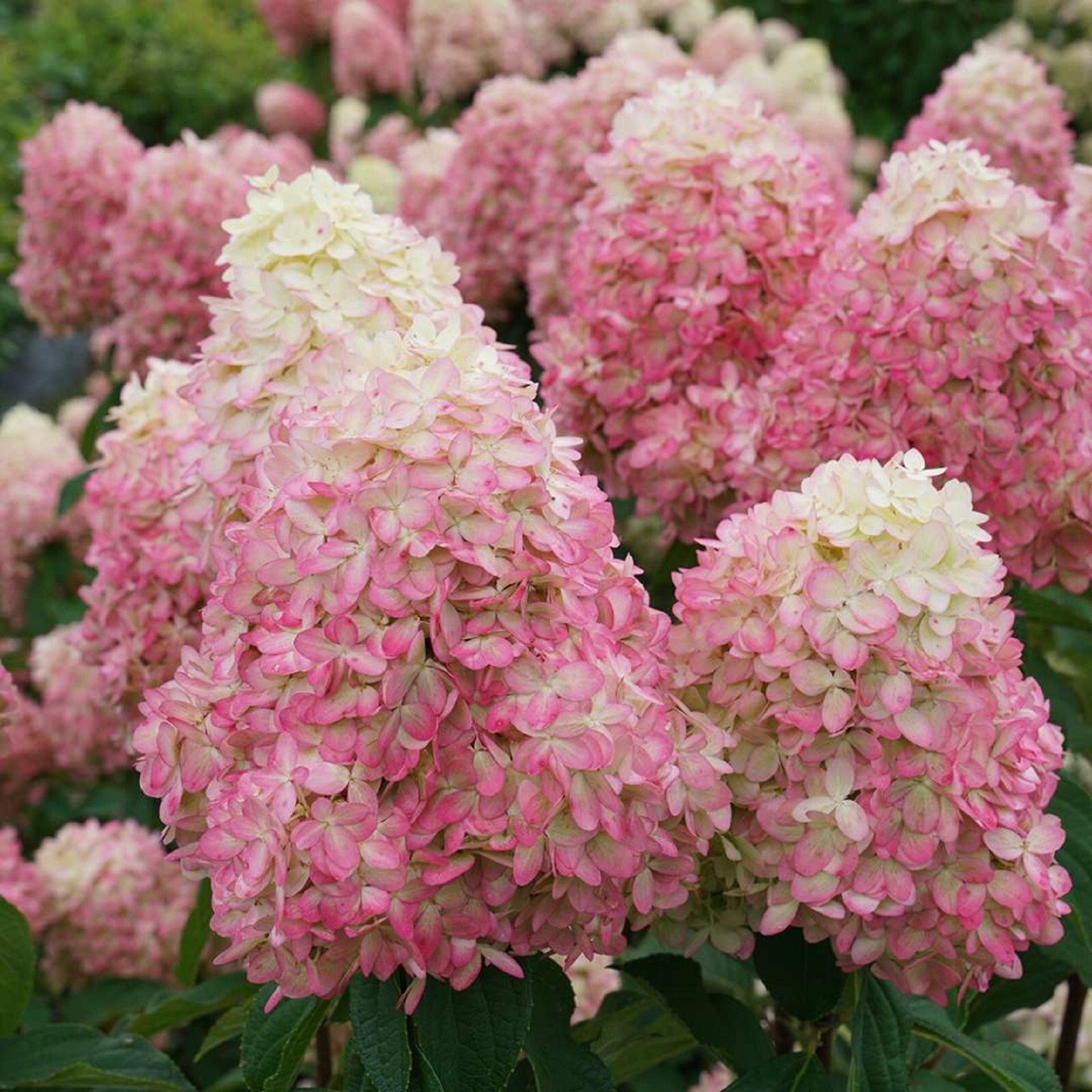 LIMELIGHT HYDRANGEA PANICULATA LIVE STARTER PLANTS 8+ INCHES SET OF 2