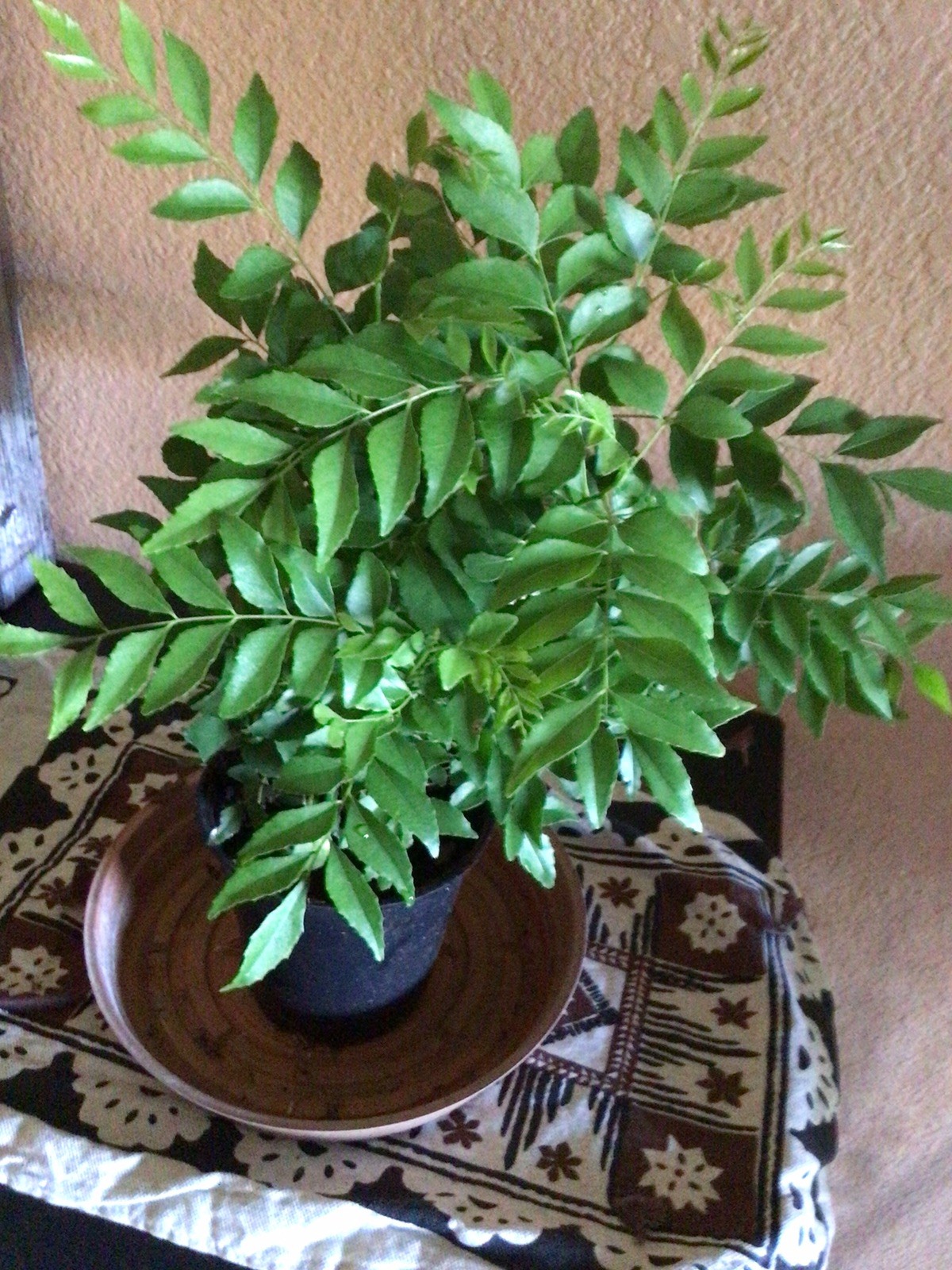 15 curry leaf plant Seedlings 3 To 6 Inches Tall Comes In A 4 Inch Pot