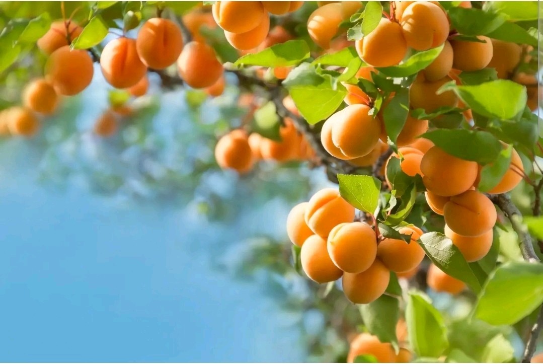 100 AMERICAN PLUM TREE SEEDS (Prunus americana) Fast Flower Plant high quality
