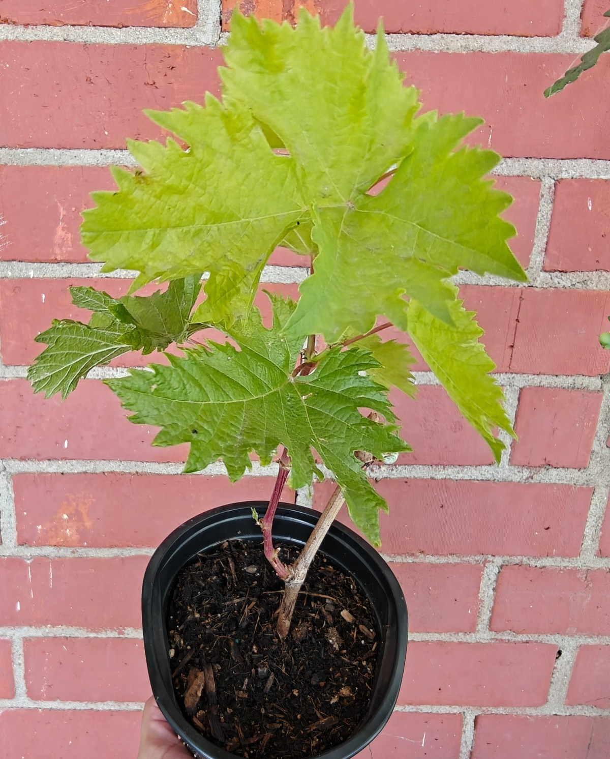 Rare Green Finger Grape Vine Plant (1-Year-Old) Seedless – Ready for Planting