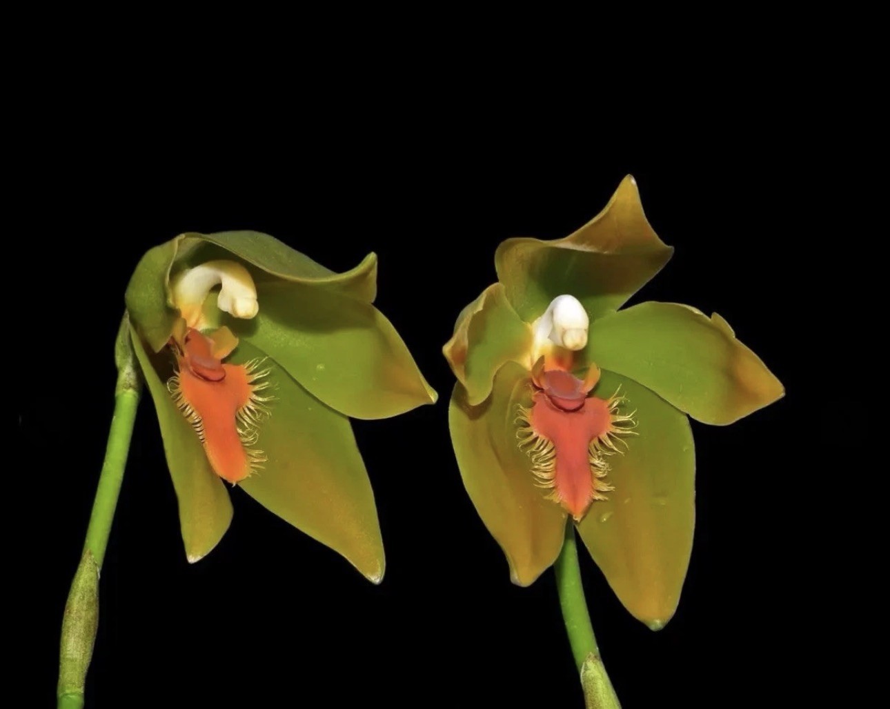 Sudamerlycaste priscilae BS Green Orange Orchid Seedling