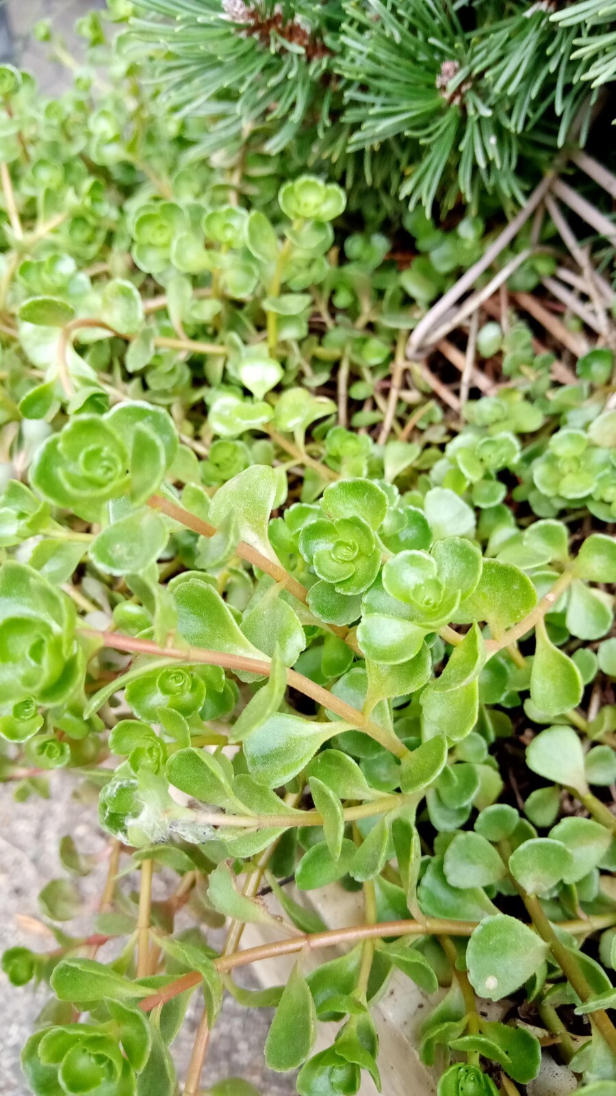 Phedimus spurius, two-row stonecrop (4 Tiny & Easy Starter Cuttings) (Read Info)
