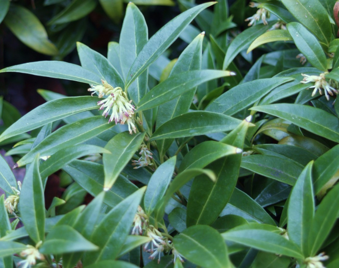 6 Sarcococca Hookeriana Var. Humilis Live Plants – 9″ Tall – Dwarf – Zones 6-9