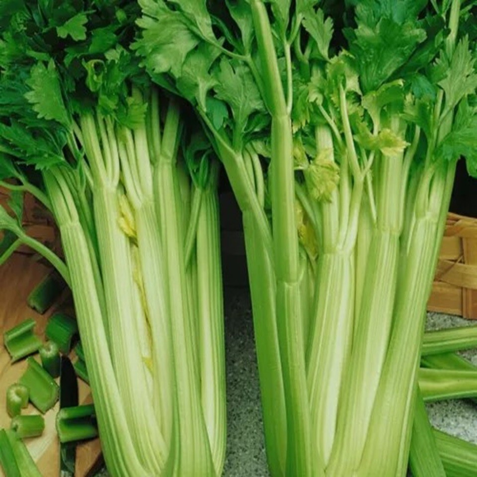 Tendercrisp Celery Seeds for Planting – Non GMO Heirloom Vegetable Seeds