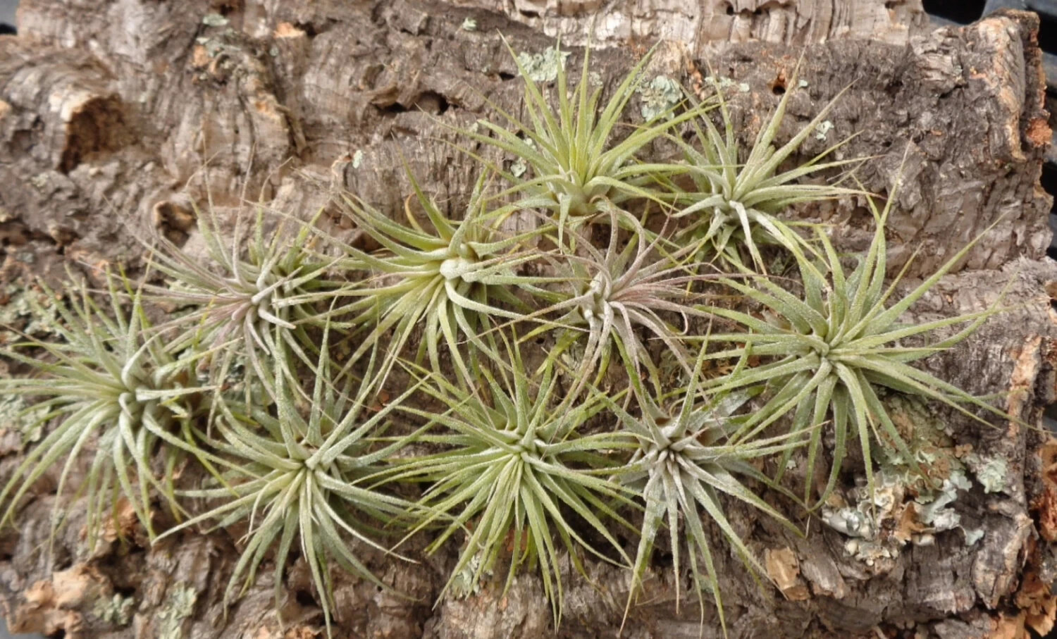 Tillandsia Ionantha Guatemala Air Plants