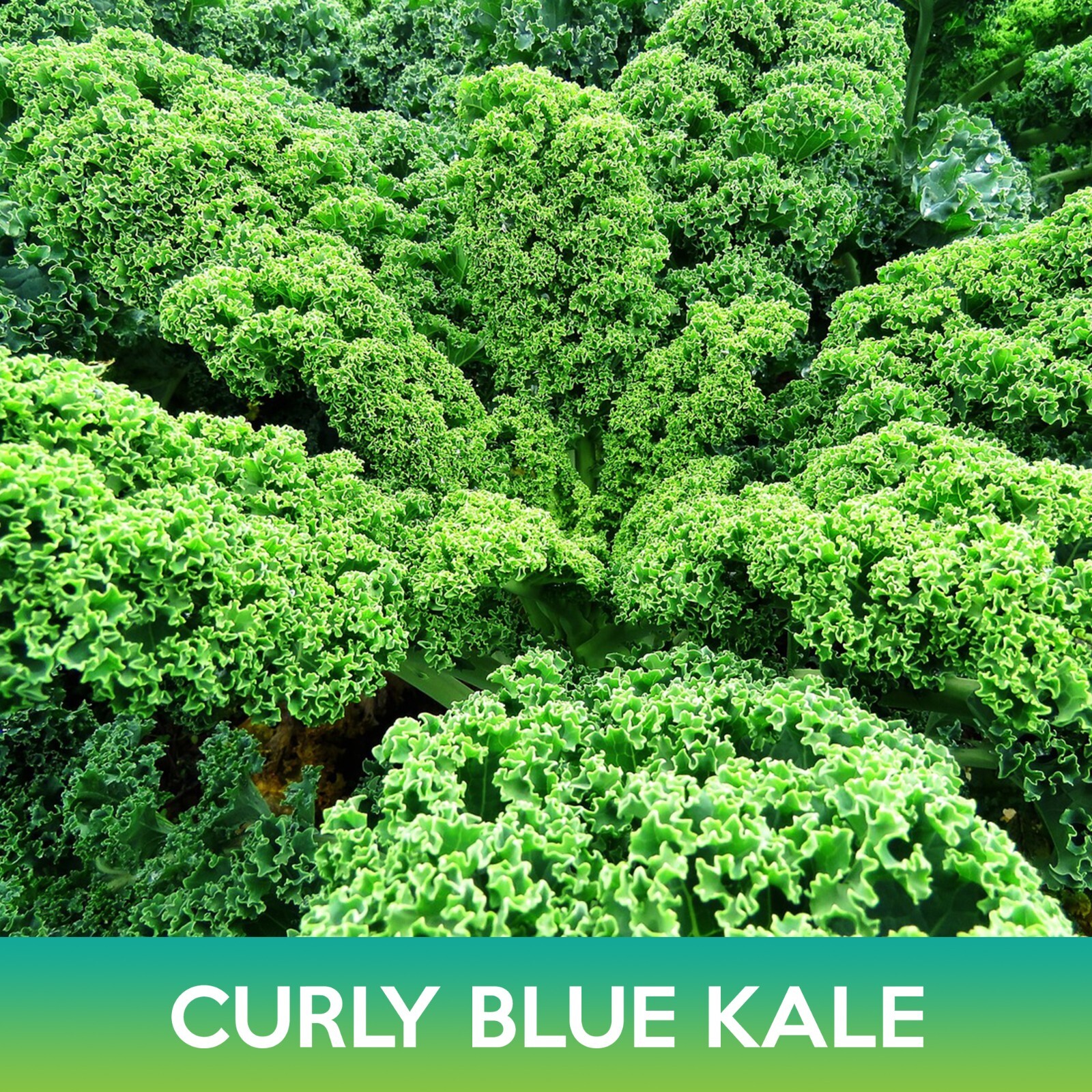 Curly Blue Kale Seeds, Brassica oleracea var sabellica