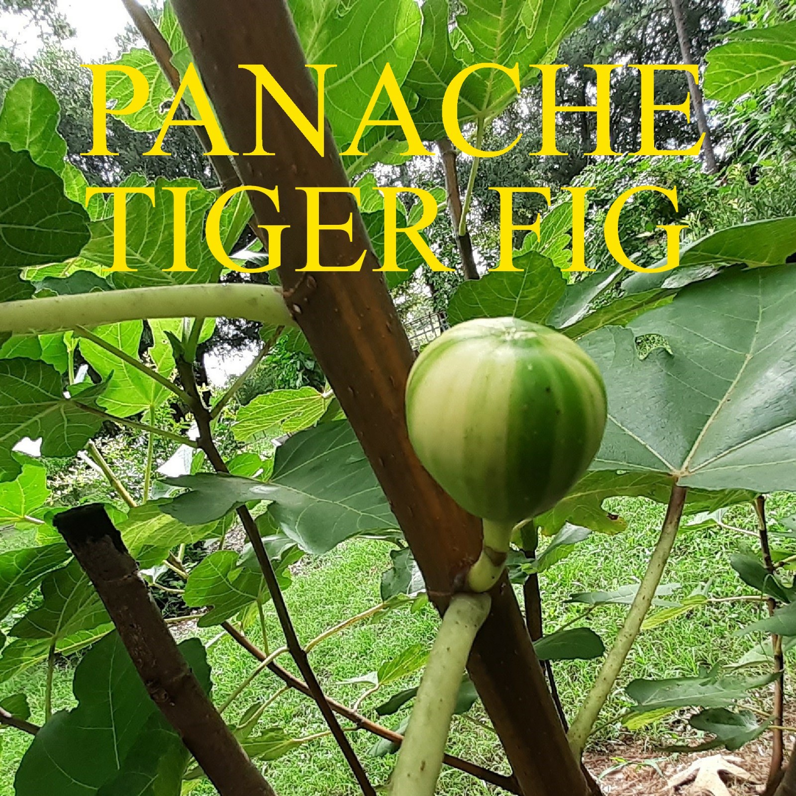 5 Panache Tiger Fig Fruit Tree -CUTTINGS- (Striped Fig) 8-10″ Long