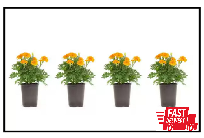 1.38 Pt. Marigold Plant Orange Flower in 4.5 in. Grower’s Pot (4-Plants)