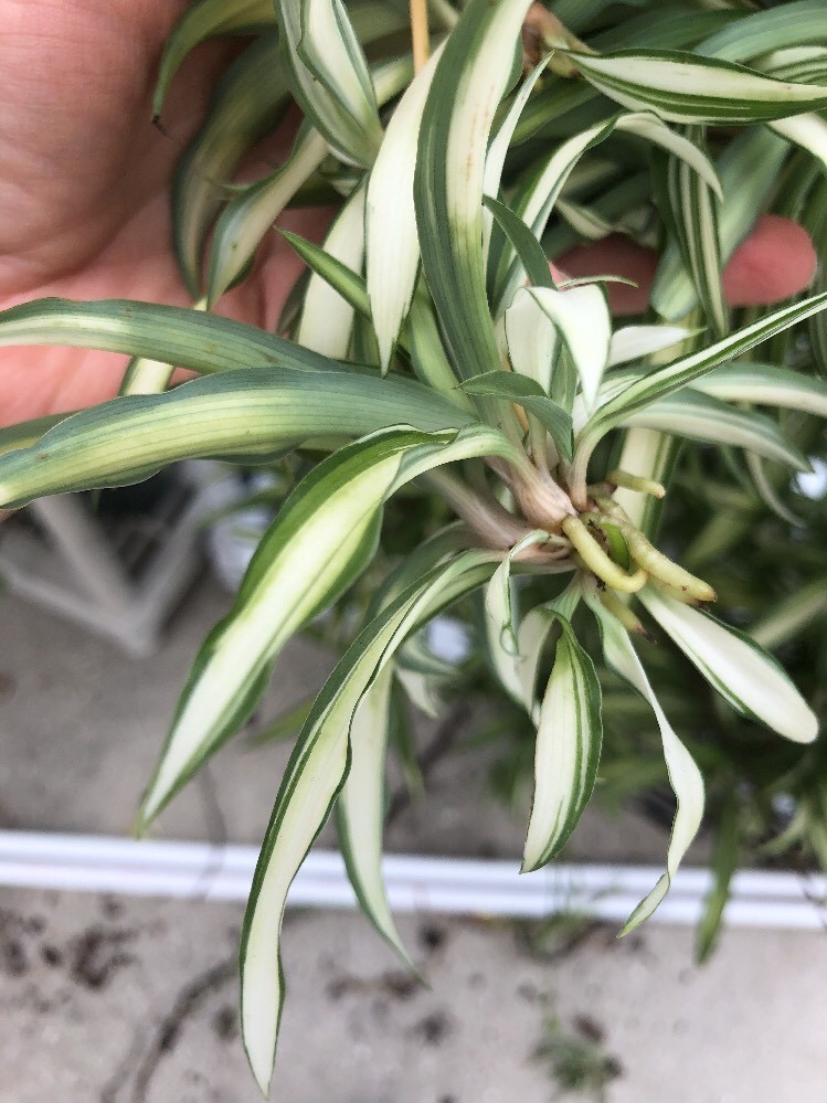 3 Hawaiian Spider Plants Babies, House Plant, Outside Porch/Patio, Baskets