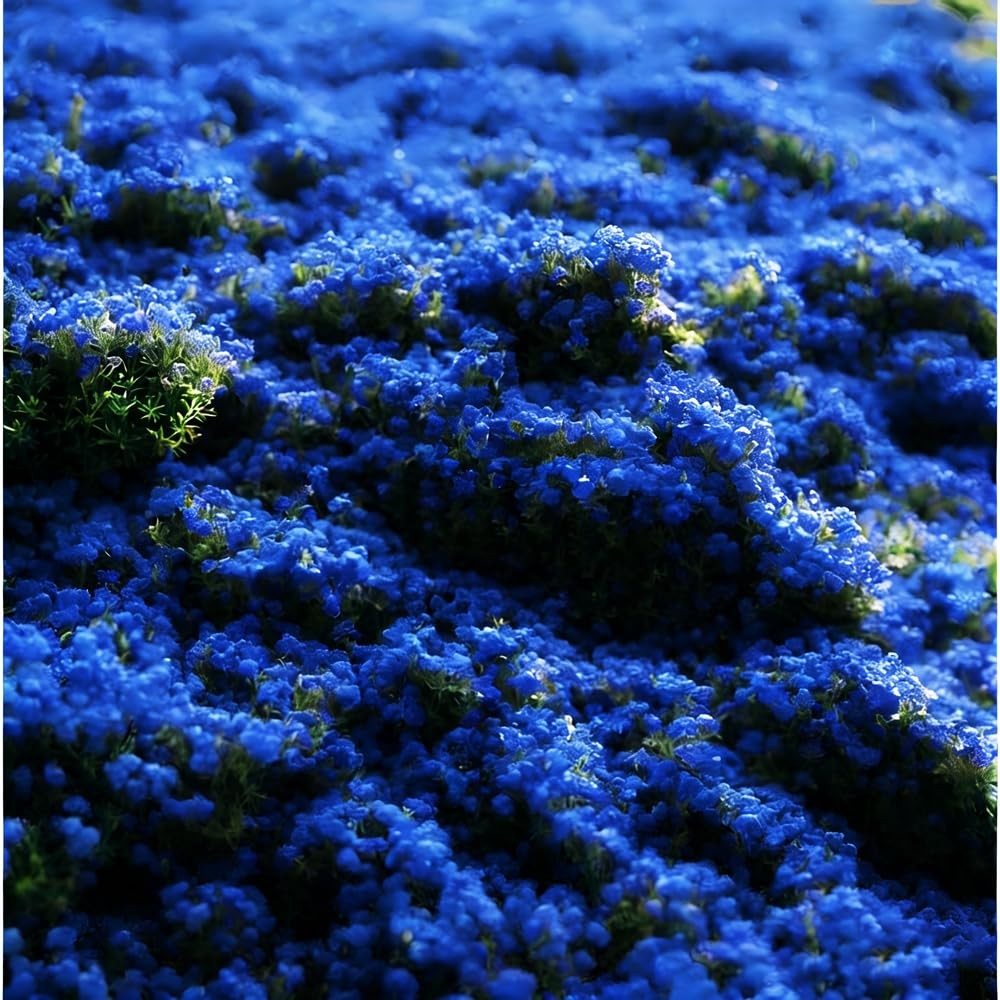 Mixrug Blue Woolly Thyme Seeds,20001+ Blue Creeping Thyme Seeds Ground Cover,…