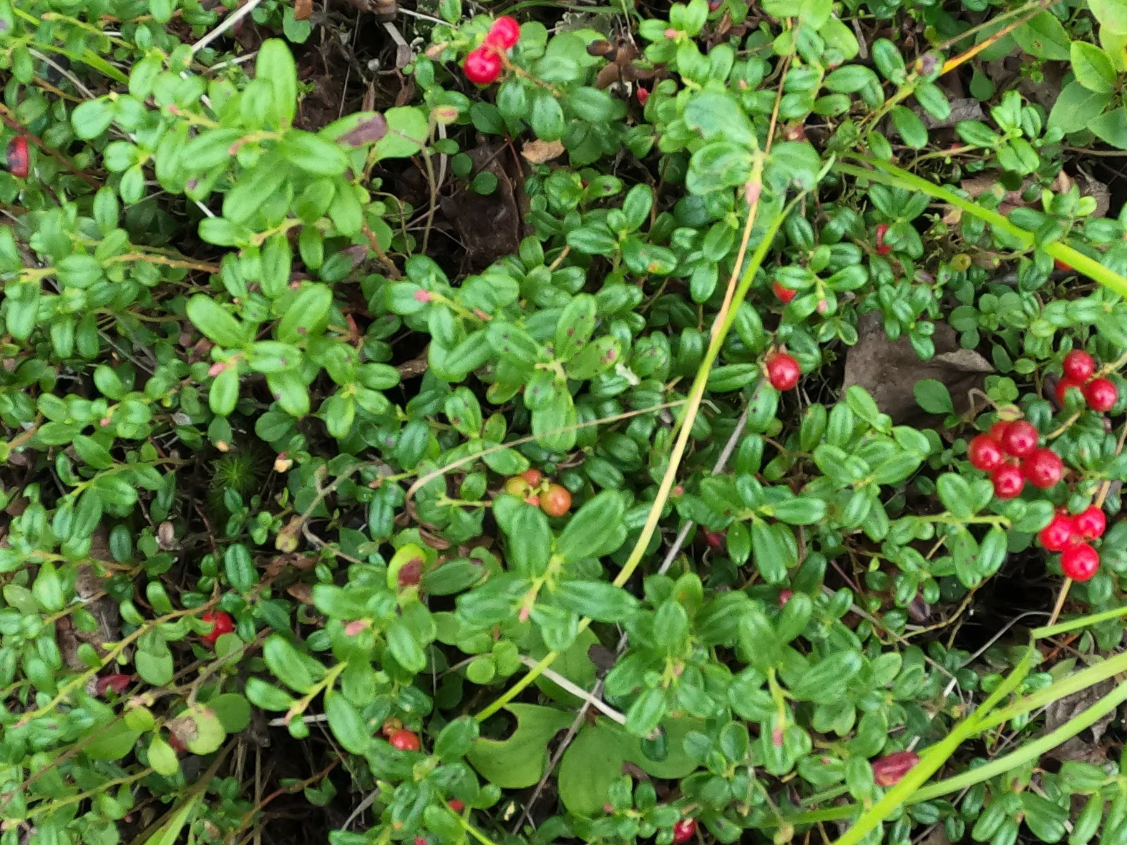 Vaccinium vitis-idaea /Lingonberry 4 Live Plant Rhizomes